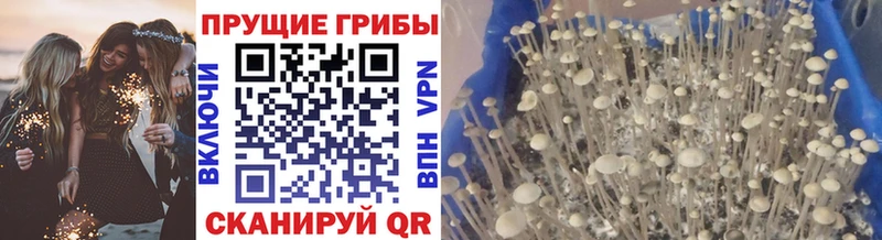 Псилоцибиновые грибы прущие грибы  Сураж 